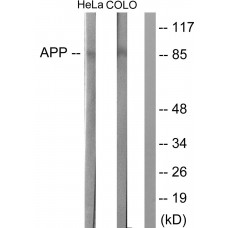 Amyloid beta A4 Antibody
