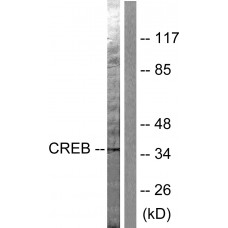 CREB Antibody