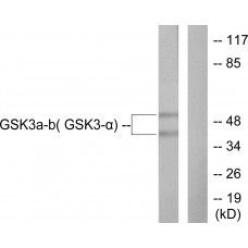 GSK3 alpha/beta Antibody