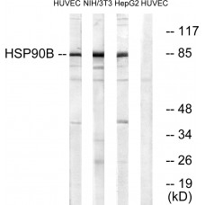 HSP90B Antibody