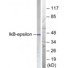 IkappaB-epsilon Antibody