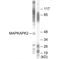MAPKAPK2 Antibody
