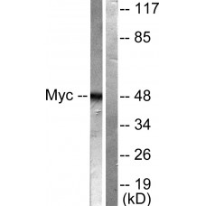 MYC Antibody