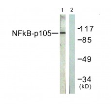 NF-kappaB p105/p50 Antibody