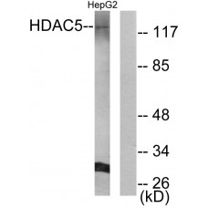 HDAC5 Antibody