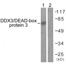 DDX3/DEAD-box Protein 3 Antibody