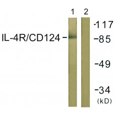 IL-4R/CD124 Antibody