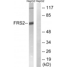 FRS2 Antibody