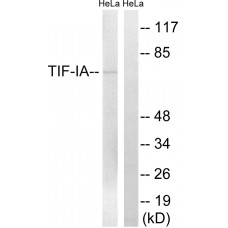 TIF-IA Antibody
