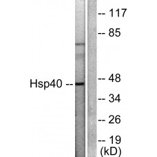 HSP40 Antibody