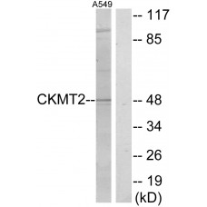 CKMT2 Antibody