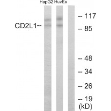 CDC2L1 Antibody