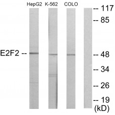 E2F2 Antibody