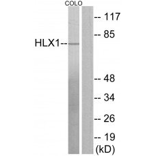 HLX1 Antibody