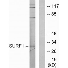 SURF1 Antibody