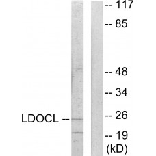 LDOC1L Antibody