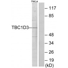 TBC1D3 Antibody