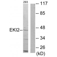 EKI2 Antibody