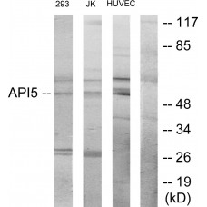 API-5 Antibody