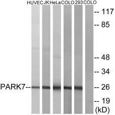 PARK7 Antibody