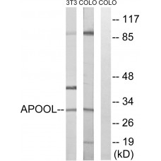 APOOL Antibody