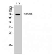 CCDC99 Antibody