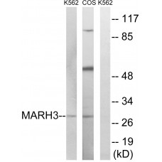 MARCH3 Antibody
