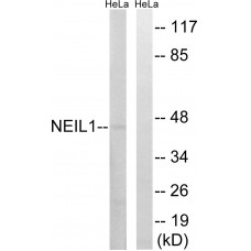 NEIL1 Antibody