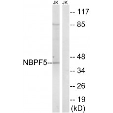 NBPF5 Antibody
