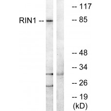 RIN1 Antibody