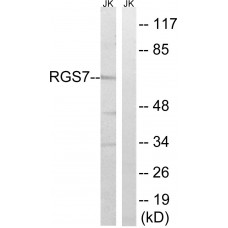 RGS7 Antibody