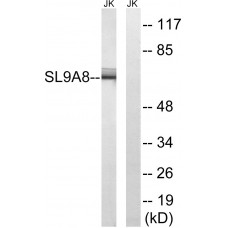SLC9A8 Antibody