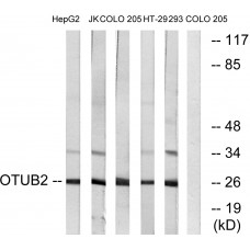 OTUB2 Antibody