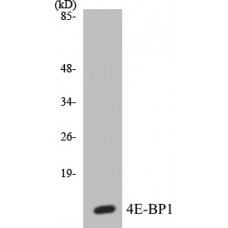 4E-BP1 Colorimetric Cell-Based ELISA Kit