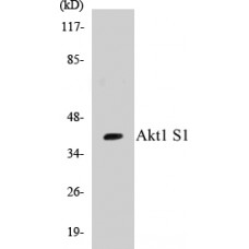Akt1 S1 Colorimetric Cell-Based ELISA Kit