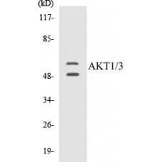 AKT1/3 Colorimetric Cell-Based ELISA Kit
