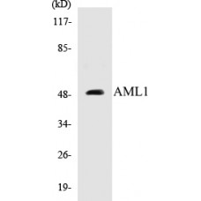 AML1 Colorimetric Cell-Based ELISA Kit