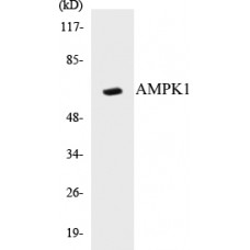 AMPK1 Colorimetric Cell-Based ELISA Kit