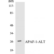 APAF-1-ALT Colorimetric Cell-Based ELISA Kit