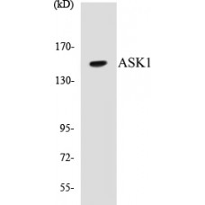 ASK1 Colorimetric Cell-Based ELISA Kit