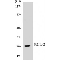 BCL-2 Colorimetric Cell-Based ELISA Kit