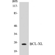 BCL-XL Colorimetric Cell-Based ELISA Kit
