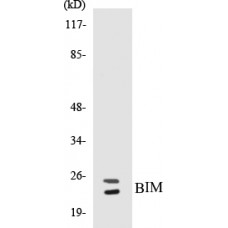 BIM Colorimetric Cell-Based ELISA Kit