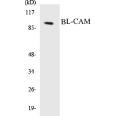 BL-CAM Colorimetric Cell-Based ELISA Kit