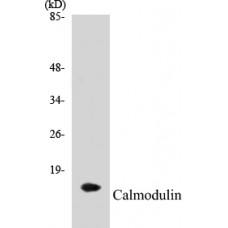 Calmodulin Colorimetric Cell-Based ELISA Kit