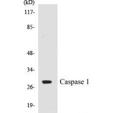 Caspase 1 Colorimetric Cell-Based ELISA Kit