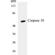 Caspase 10 Colorimetric Cell-Based ELISA Kit