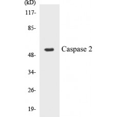 Caspase 2 Colorimetric Cell-Based ELISA Kit