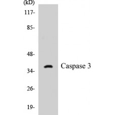 Caspase 3 Colorimetric Cell-Based ELISA Kit