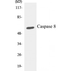 Caspase 8 Colorimetric Cell-Based ELISA Kit